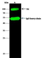 Tyrosine Hydroxylase Antibody in Immunoprecipitation (IP)