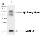 TIM17 Antibody in Immunoprecipitation (IP)