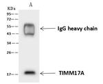 TIM17 Antibody in Immunoprecipitation (IP)