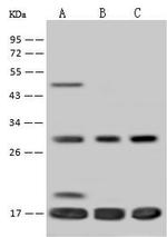 TIM17 Antibody in Western Blot (WB)