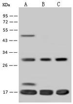 TIM17 Antibody in Western Blot (WB)