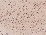 TMED2 Antibody in Immunohistochemistry (Paraffin) (IHC (P))