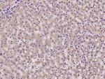 TMED2 Antibody in Immunohistochemistry (Paraffin) (IHC (P))