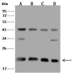 TMED2 Antibody in Western Blot (WB)