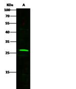 TNF alpha Antibody in Western Blot (WB)