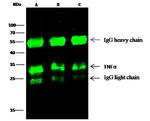 TNF alpha Antibody in Immunoprecipitation (IP)