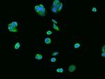 TRAP1 Antibody in Immunocytochemistry (ICC/IF)