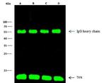 Thioredoxin 1 Antibody in Immunoprecipitation (IP)