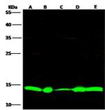 Thioredoxin 1 Antibody in Western Blot (WB)