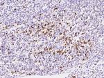 TXNDC5 Antibody in Immunohistochemistry (Paraffin) (IHC (P))