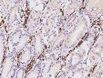 TXNDC5 Antibody in Immunohistochemistry (Paraffin) (IHC (P))