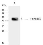 TXNDC5 Antibody in Immunoprecipitation (IP)