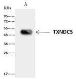 TXNDC5 Antibody in Immunoprecipitation (IP)