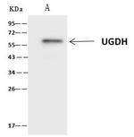 UGDH Antibody in Immunoprecipitation (IP)