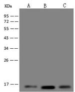 UQCRB Antibody in Western Blot (WB)