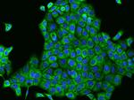 VARS Antibody in Immunocytochemistry (ICC/IF)