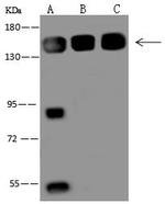 VARS Antibody in Western Blot (WB)