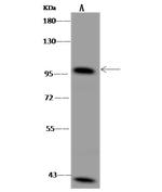 VAV2 Antibody in Western Blot (WB)