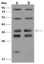 VPS37B Antibody in Western Blot (WB)