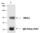 XRCC1 Antibody in Immunoprecipitation (IP)