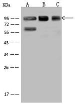 XRCC1 Antibody in Western Blot (WB)