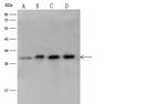 14-3-3 eta Antibody in Western Blot (WB)