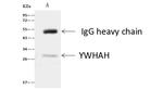 14-3-3 eta Antibody in Immunoprecipitation (IP)