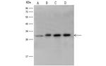 14-3-3 eta Antibody in Western Blot (WB)