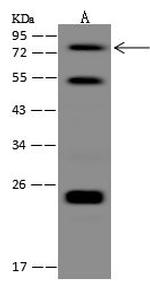 ZMAT1 Antibody in Western Blot (WB)