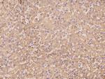 ZNF234 Antibody in Immunohistochemistry (Paraffin) (IHC (P))