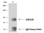 ZNF234 Antibody in Immunoprecipitation (IP)