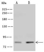 ZNF234 Antibody in Western Blot (WB)