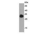 E tag Antibody in Western Blot (WB)