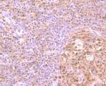 HMGB2 Antibody in Immunohistochemistry (Paraffin) (IHC (P))