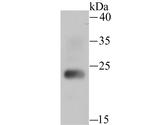 HMGB2 Antibody in Western Blot (WB)