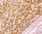 BMAL1 Antibody in Immunohistochemistry (Paraffin) (IHC (P))