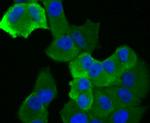 ASK1 Antibody in Immunocytochemistry (ICC/IF)