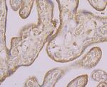 KCNK1 Antibody in Immunohistochemistry (Paraffin) (IHC (P))