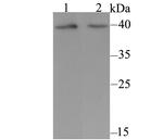 KCNK1 Antibody in Western Blot (WB)