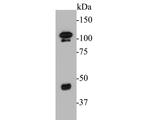 FOXP1 Antibody in Western Blot (WB)