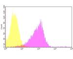 Connexin 37 Antibody in Flow Cytometry (Flow)