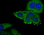 Connexin 37 Antibody in Immunocytochemistry (ICC/IF)