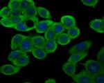 Connexin 37 Antibody in Immunocytochemistry (ICC/IF)