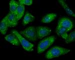 Connexin 37 Antibody in Immunocytochemistry (ICC/IF)