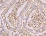 Connexin 37 Antibody in Immunohistochemistry (Paraffin) (IHC (P))