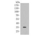 Connexin 37 Antibody in Western Blot (WB)