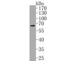 CPEB1 Antibody in Western Blot (WB)