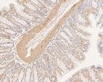 DNA2 Antibody in Immunohistochemistry (Paraffin) (IHC (P))