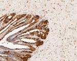 AKR1B1 Antibody in Immunohistochemistry (Paraffin) (IHC (P))