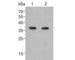 AKR1B1 Antibody in Western Blot (WB)